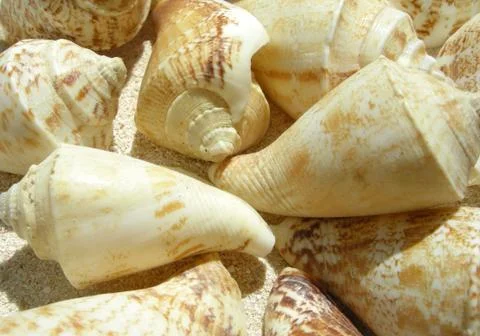 Beach shell Stock Photos