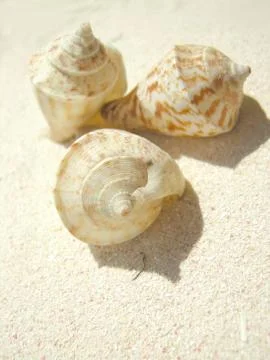 Beach shell Stock Photos