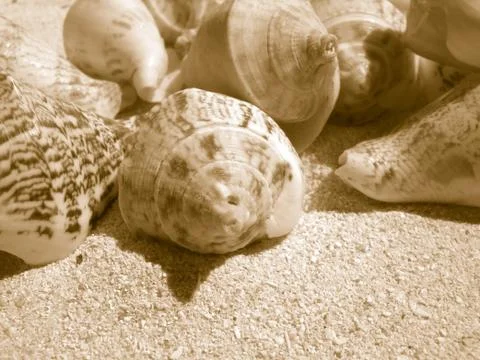Beach shell Stock Photos