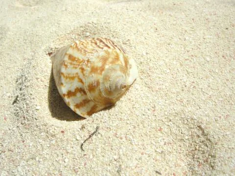 Beach shell Stock Photos