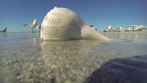 Beach shell seagulls Stock Footage 97225696
