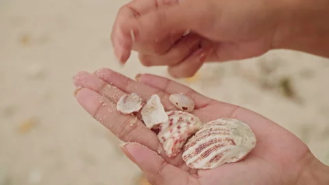 Beach shell serenity. Tranquil coastal landscape featuring soft sandy treasures Stock Footage 335893295