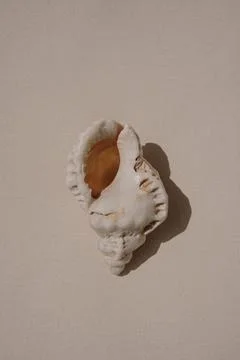 Beach Shell on Simple Surface. Oceanic Aesthetics and Nature Decoration 스톡 사진