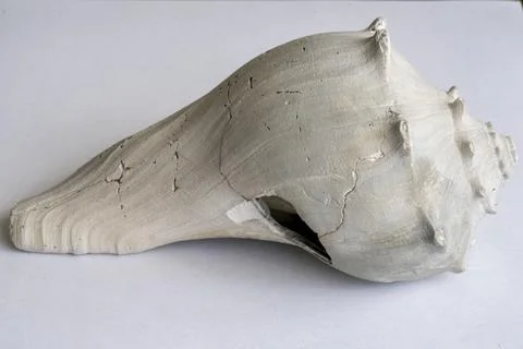 Beach shell on white paper Foto stock