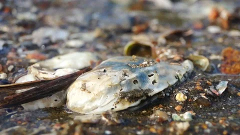 Beach shellfish 스톡 동영상 92119250