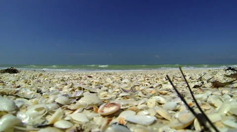 BEACH, SHELLING, CLOSE UP Video stock 37154109