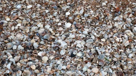 Beach shells evening Stock Footage 91338753