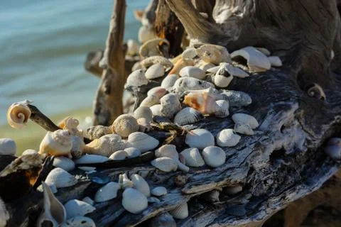 The Beach Shells Stock Photos