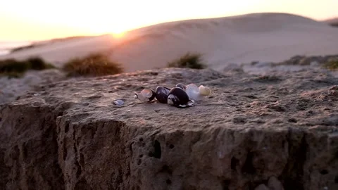 Beach Shells - Zoom in and out on small rock face Vídeos de archivo 244687020