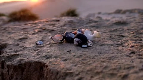 Beach Shells - Zoom out from shells on rock Vídeos de archivo 244686998