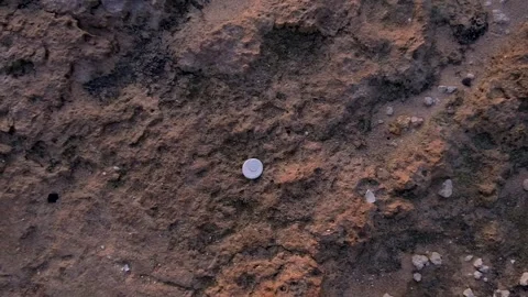 Beach Shells - Zoom out top view single shell Vídeos de archivo 244687047