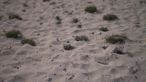 Beach Shore Small Vegetation on The Ground Stock-Footage 139582839
