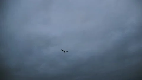 Beach shore before sunset, seagulls waves and sandy beach, manual camera Stock Footage 169391336
