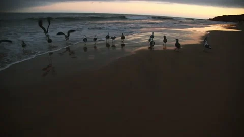 Beach shore before sunset, seagulls waves and sandy beach, manual camera Stock Footage 169391383