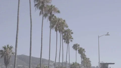 Beach Side Palm Trees 스톡 동영상 83607301