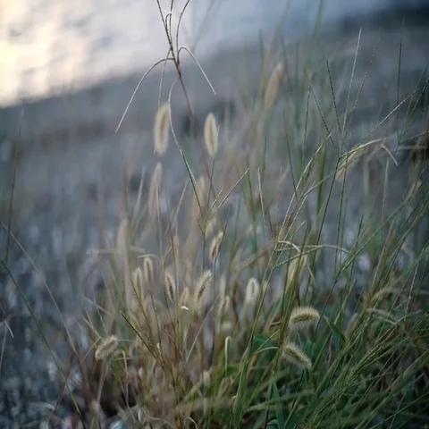 Beach side summer grass Video stock 69530474
