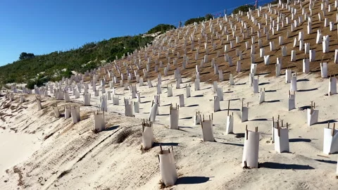 Beach site with planted vegetation for erosion control Stock Footage 339798256