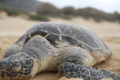 Beach Slumber Stock Photos