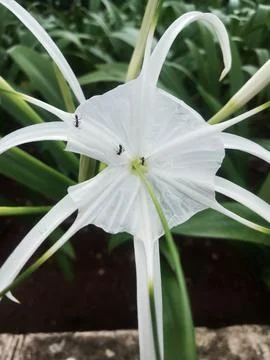 Beach spider lily Stock Photos