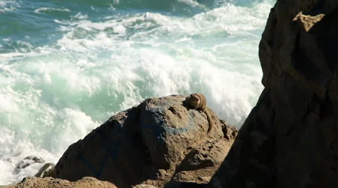 Beach squirrel and crashing waves Stock Footage 66778196
