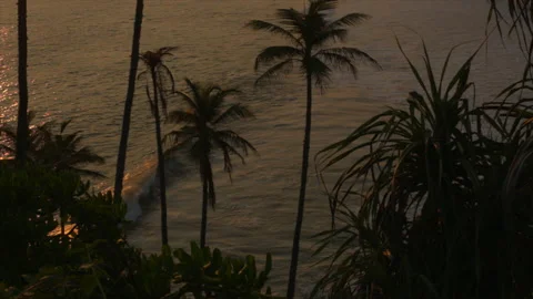 A beach in Sri Lanka with coconut trees during sunset Stock Footage 150729718