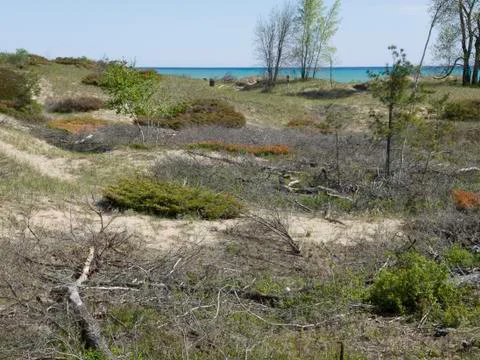 Beach Stabilizing Plants Stock Photos