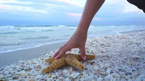 Beach Starfish,  Florida beach at sunset Stock Footage 75713255