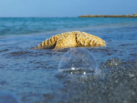 Beach Starfish Stock Footage 75152783
