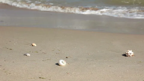 Beach starfish HD 스톡 동영상 106453269