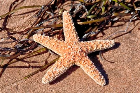 Beach starfish Stock Photos