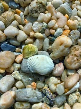Beach Stones &amp; Shell 写真素材