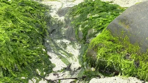 Beach stream Stock Footage 95637879