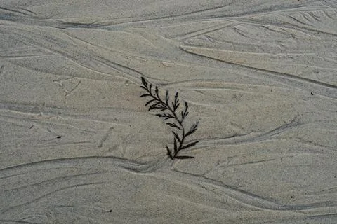 Beach stream wet sand texture Stock Photos