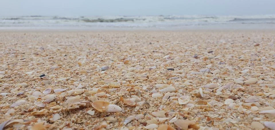 A beach strewn with shells on the seashore after a storm Stock Photos