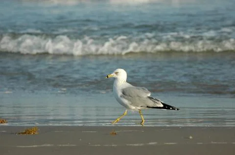 Beach Stroll Foto stock