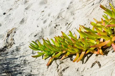 Beach Succulent Stock Photos
