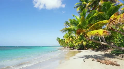 Beach summer with clouds, blue sky and palm trees. Video stock 233761066