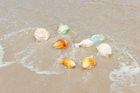 Beach summer with Shells on sandy beach with sand beach Stock-Fotos