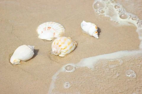 Beach summer with Shells on sandy beach with sand beach Photos