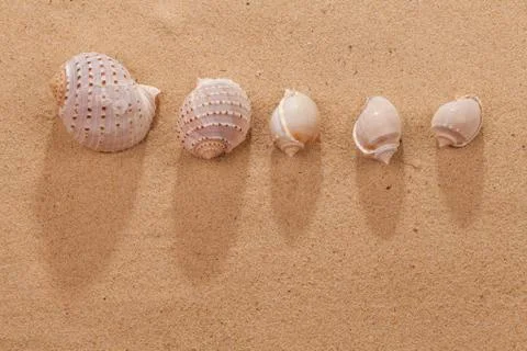 Beach summer vacation background with seashell Stock Photos