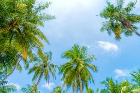 Beach summer vacation holidays background with coconut palm tree Stock Photos