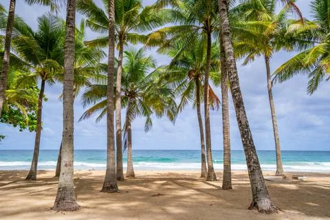 Beach summer vacations concept background Nature frame with coconut palm tree Foto stock