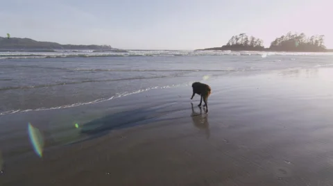 Beach Sun Waves Dog 動画素材 47288169