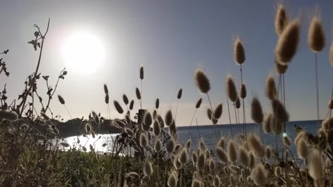 Beach Sunlight With Coastal Strand In The Foreground Stock Footage 246378077