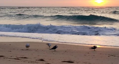 Beach sunrise 1 Stock Photos