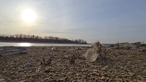 Beach sunrise feather 30fps Stock Footage 305290541