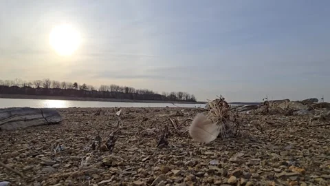Beach sunrise feather 60fps Stock Footage 305290544