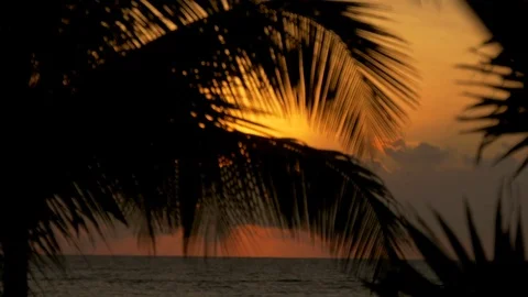 Beach sunset behind a palm tree Stock Footage 73889180