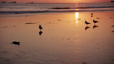 Beach Sunset Birds  Stock Footage 172001537