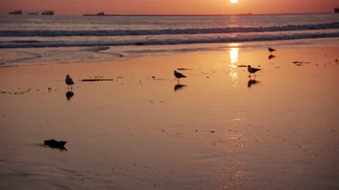 Beach Sunset Birds Waves 24fps Stock Footage 179771789